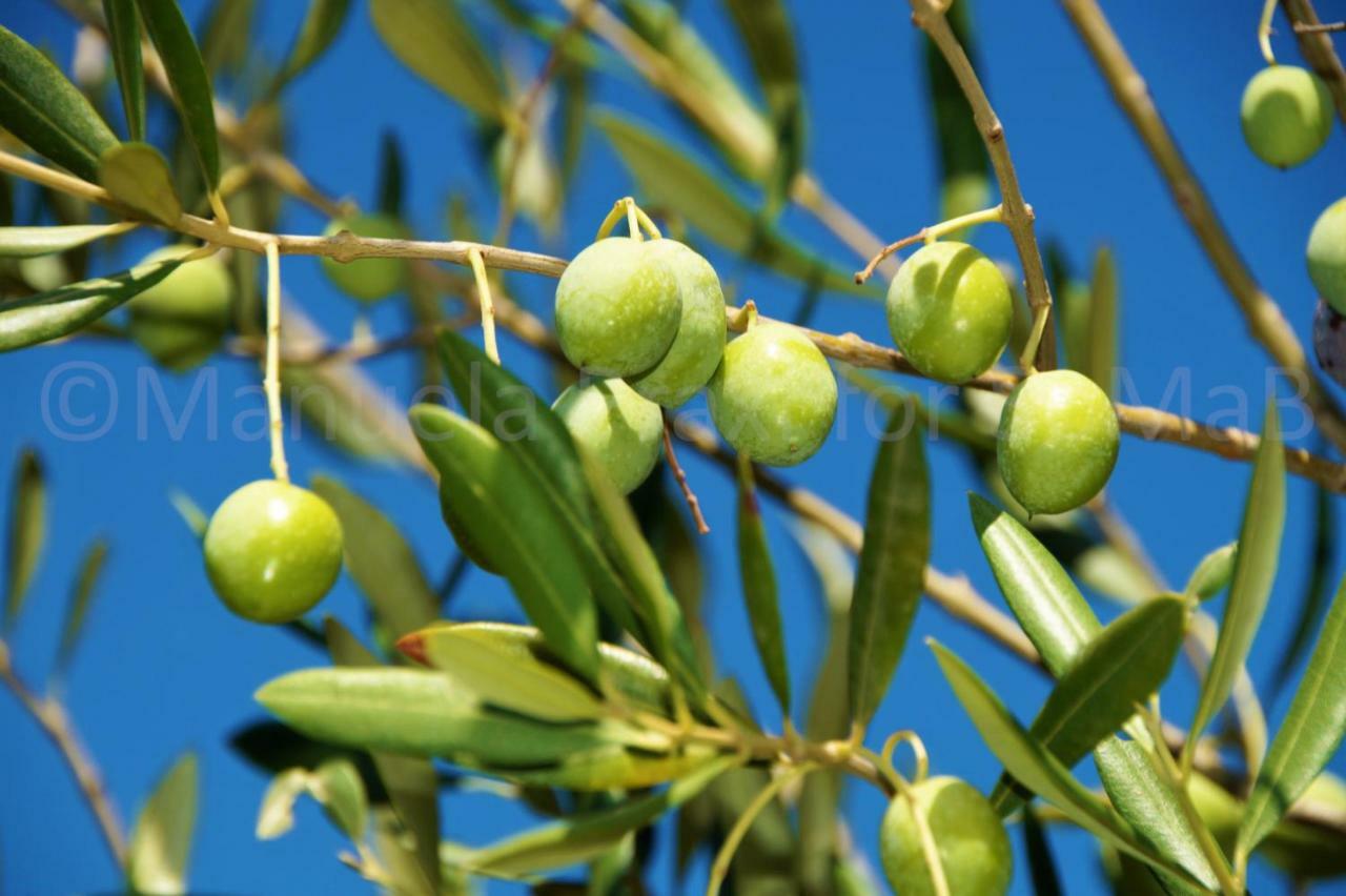 Šimuni Olive House 아파트 외부 사진